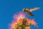 USA, New Mexico. Broad-tailed hummingbird feeding on mimosa blossom. Art Print